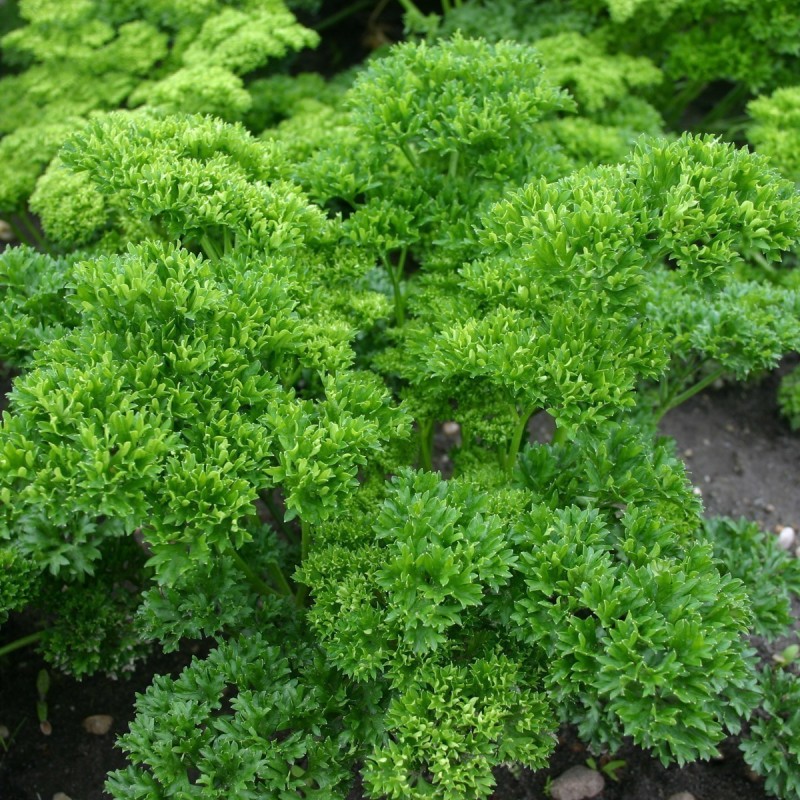 Parsley Seeds Mooskrause 2 | Seeds Shop Store