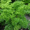 Parsley Seeds Mooskrause 2 | Seeds Shop Store