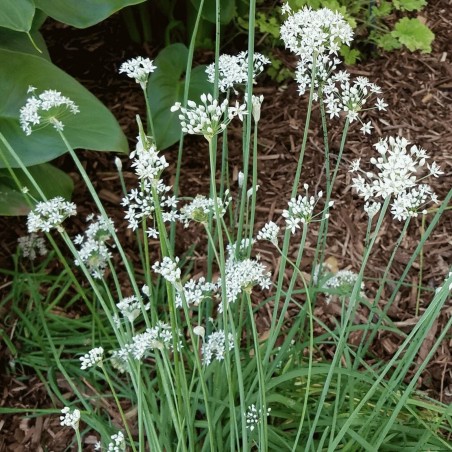 Vlasac Seme (Allium Schoenoprasum) | Seeds Shop Store
