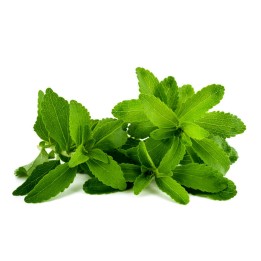 Stevia Seeds (Stevia rebaudiana) - 222.850193
