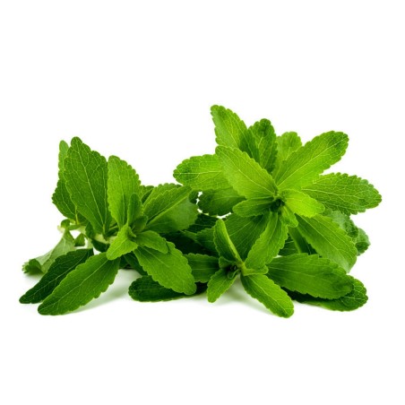 Stevia Seme (Stevia rebaudiana) | Seeds Shop Store