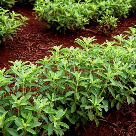 Stevia Seme (Stevia rebaudiana) | Seeds Shop Store