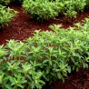Stevia Seme (Stevia rebaudiana) | Seeds Shop Store