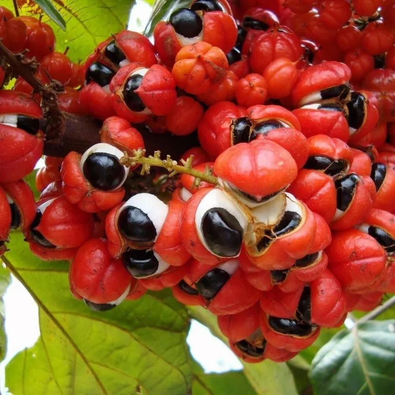 GUARANA Seeds (Paullinia Cupana) | Seeds Shop Store