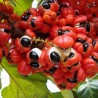 Guaraná Samen (Paullinia cupana) | Seeds Shop Store