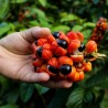 GUARANA Seeds (Paullinia Cupana) | Seeds Shop Store