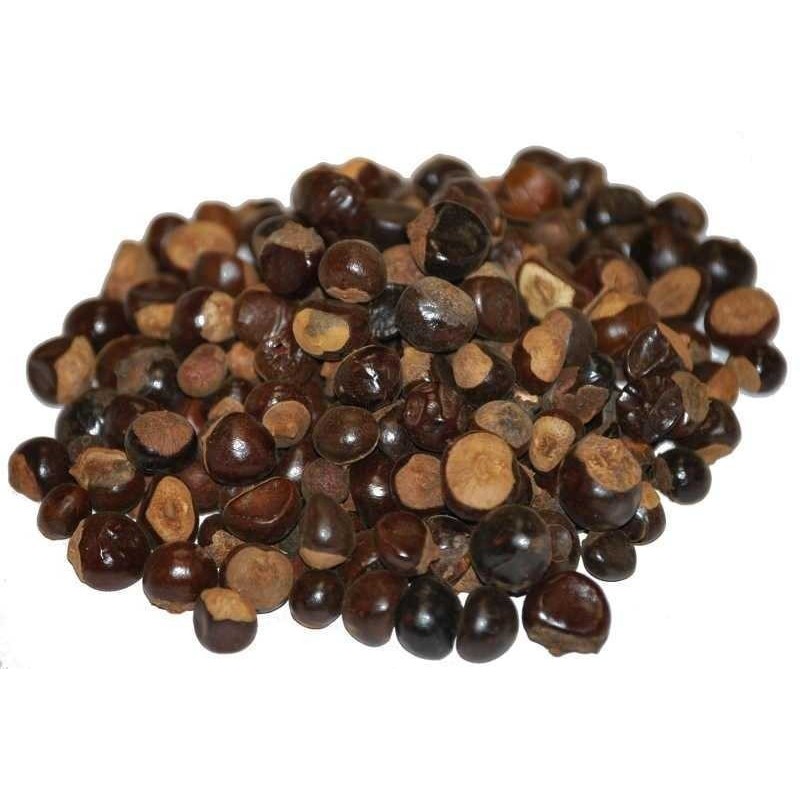 Guaraná Samen (Paullinia cupana) | Seeds Shop Store