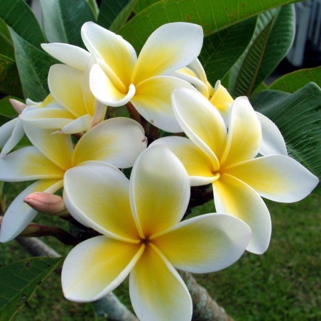 Plumeria Samen "Yellow gold" - 8.955