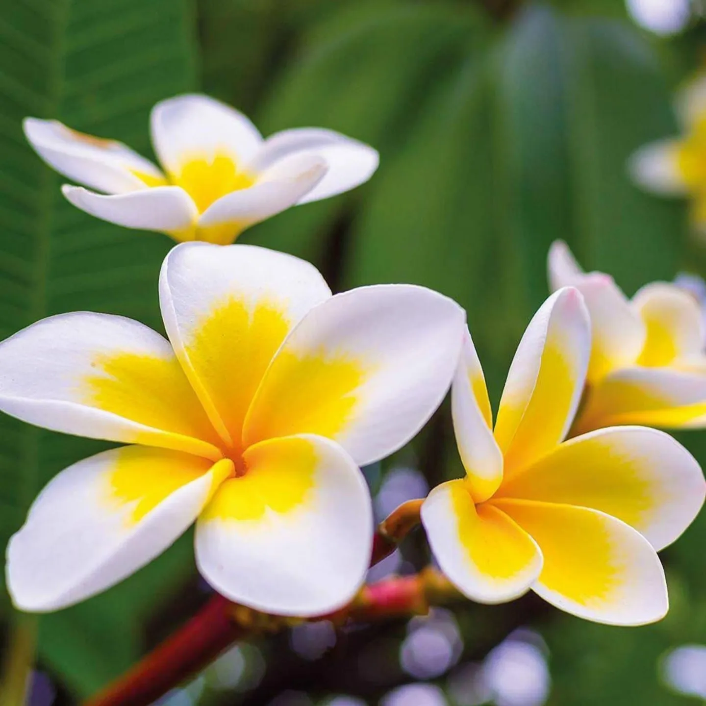 Plumeria Samen "Yellow gold" - 8.955