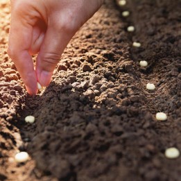 Anzucht anleitung für Bananen, Palmen, Yucca, Agave, Cycade, Bambus, Bäume-Bonsai - 0