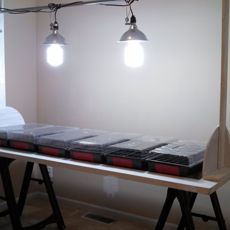 Aussaat Lichtkeimer | Seeds Shop Store