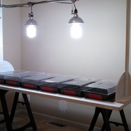 Aussaat Lichtkeimer | Seeds Shop Store