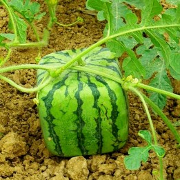Eine quadratische Wassermelone ziehen - 0.855