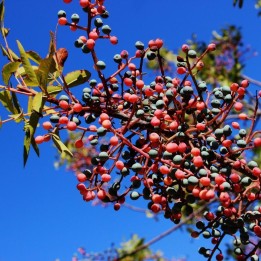 Terebinth - Turpentine Tree Seeds (Pistacia terebinthus) - 1.844999