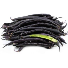 Semi di fagiolini nani Purple Queen - 1.755