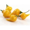 Semi di Peperoncino Chupetinho - Biquinho Rosso o Giallo | Seeds Shop Store