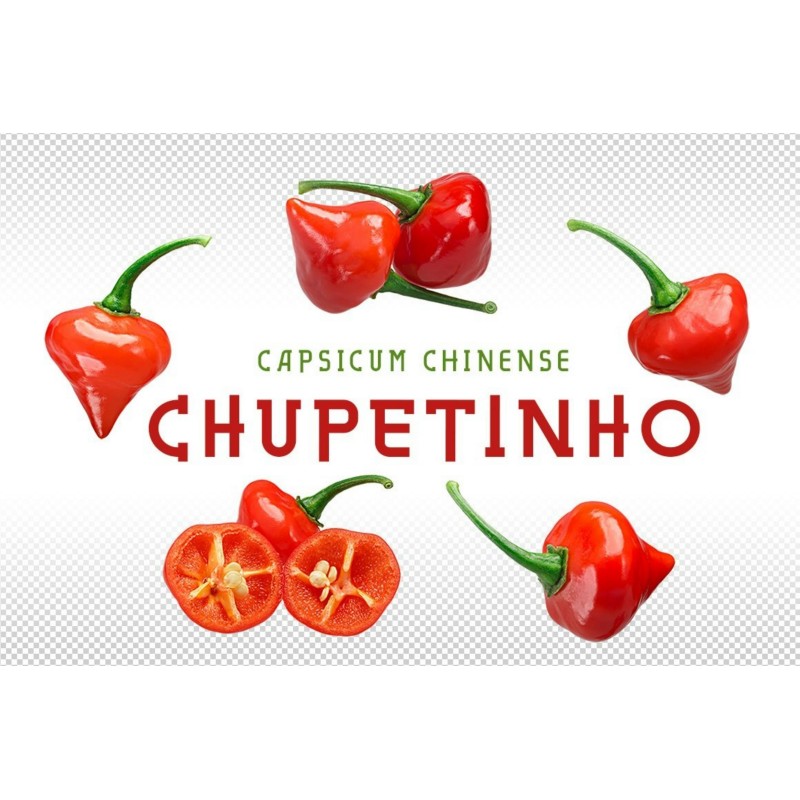 Semi di Peperoncino Chupetinho - Biquinho Rosso o Giallo | Seeds Shop Store