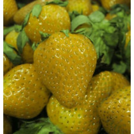 Strawberry Seeds Yellow Wonder | Seeds Shop Store