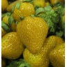 Strawberry Seeds Yellow Wonder | Seeds Shop Store