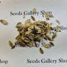 Σπόροι Ασιτάμπα - Ashitaba (Angelica keiskei) | Seeds Shop Store