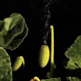 Squirting Cucumber Or Exploding Cucumber Seeds - 1.62