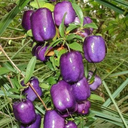 Samen der Purpurapfelbeere (Billardiera longiflora) - 293.223938