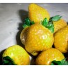 Strawberry Seeds Yellow Wonder | Seeds Shop Store