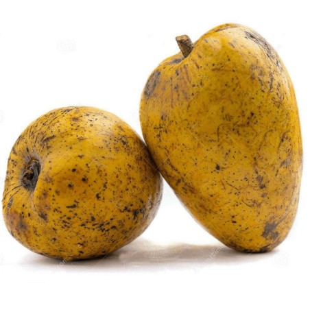 Semillas de Annona glabra | Seeds Shop Store