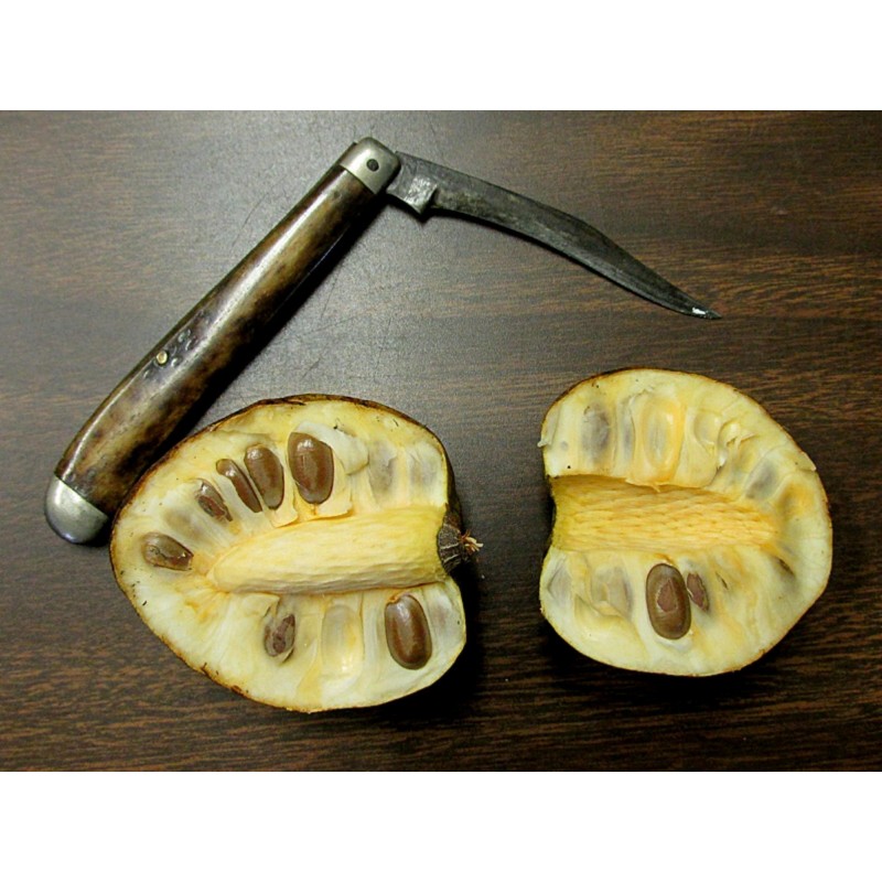 Semillas de Annona glabra | Seeds Shop Store