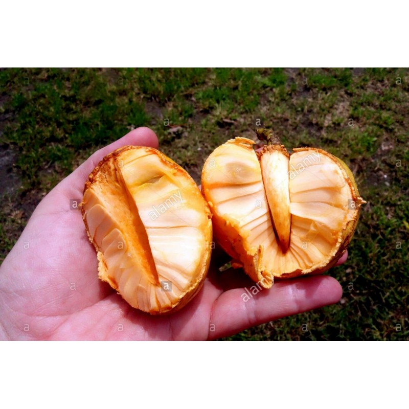 Semillas de Annona glabra | Seeds Shop Store