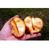 Semillas de Annona glabra | Seeds Shop Store