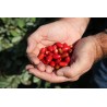 Mirakelfrucht, Wunderbeere Samen (Synsepalum dulcificum) | Seeds Shop Store