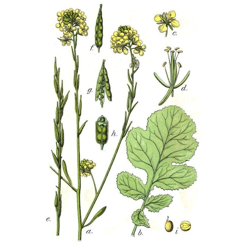 Roter Senf - Brauner Senf Samen (Brassica juncea)