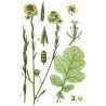 Roter Senf - Brauner Senf Samen (Brassica juncea)