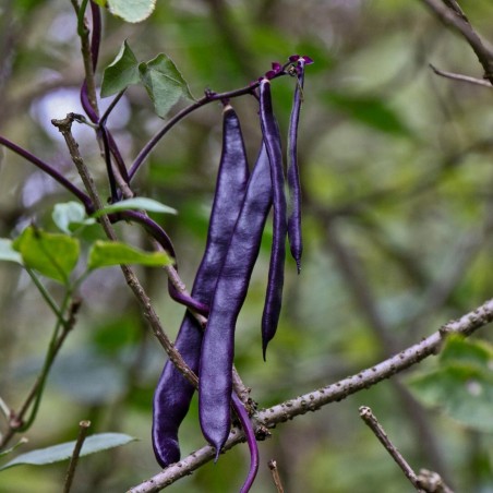 Graines de Haricots Blauhilde - 1.755