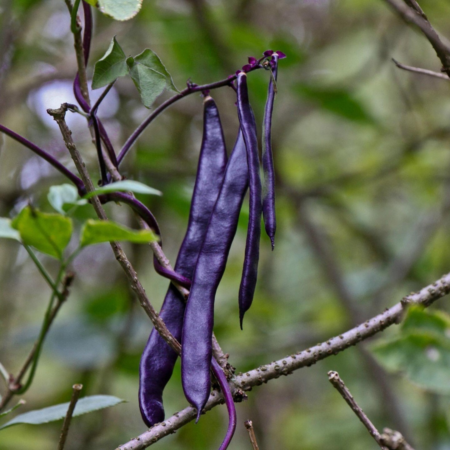 Graines de Haricots Blauhilde - 1.755