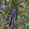 Graines de Haricots Blauhilde - 1.755