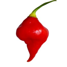 Semi di Peperoncino Habanero Kreole (C. chinense) - 234.57915