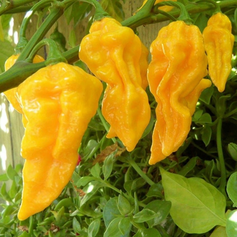 Devil's Tongue Yellow Habanero Samen | Seeds Shop Store