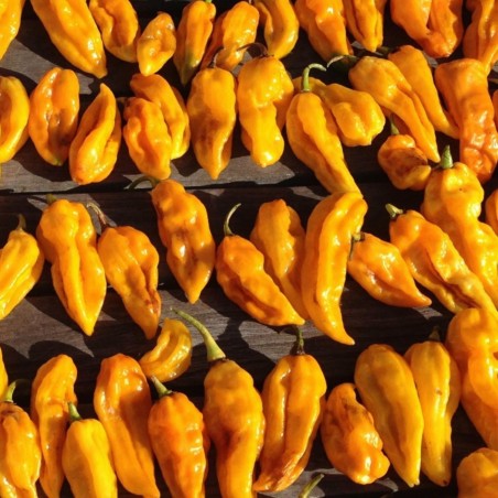 Devil's Tongue Yellow Habanero Samen | Seeds Shop Store
