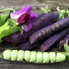 Blauwschokker Pea Seeds | Seeds Shop Store