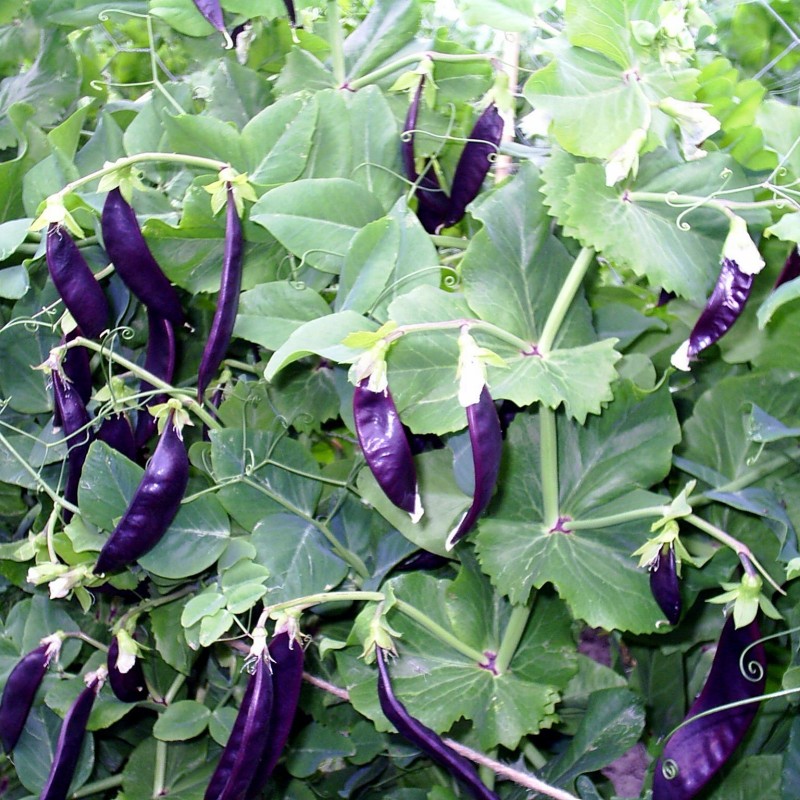 Blauwschokker Pea Seeds | Seeds Shop Store