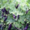 Blauwschokker Pea Seeds | Seeds Shop Store