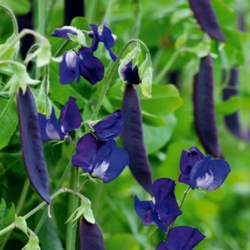 Blauwschokker Pea Seeds | Seeds Shop Store