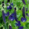 Blauwschokker Pea Seeds | Seeds Shop Store