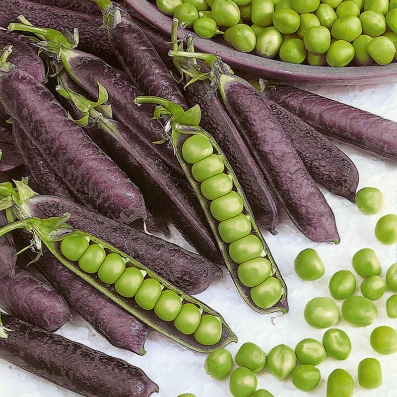 Blauwschokker Pea Seeds | Seeds Shop Store