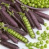 Blauwschokker Pea Seeds | Seeds Shop Store