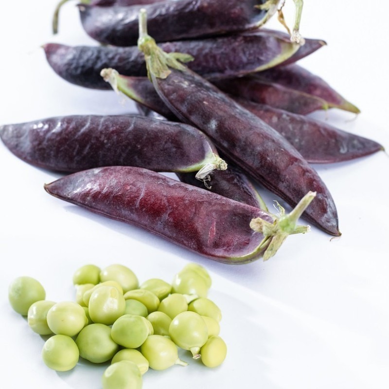 Blauwschokker Pea Seeds | Seeds Shop Store