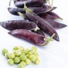 Blauwschokker Pea Seeds | Seeds Shop Store
