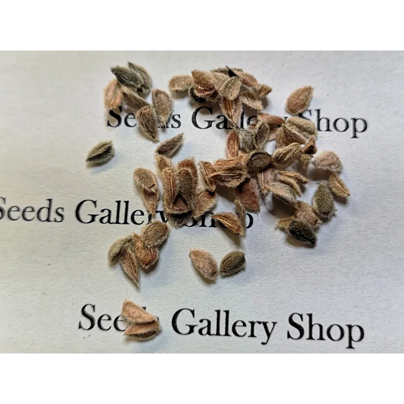 Ceylon Gooseberry Seeds (Dovyalis hebecarpa) | Seeds Shop Store